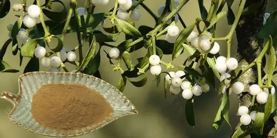 Mistletoe Extract Powder